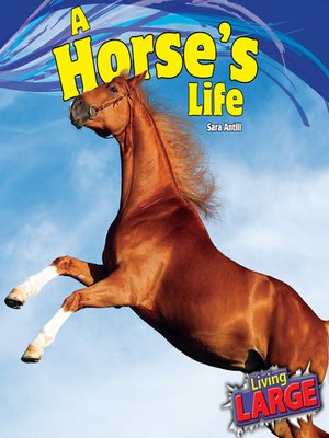 cover image of A Horse's Life